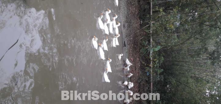 গৃহপালিত বেলজিয়াম হাঁস।